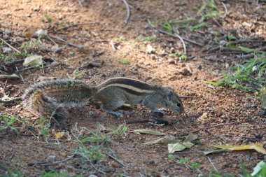Ağaç gövdesindeki bir sincap merakla doğal ortamını seyrediyor. - Görüntü