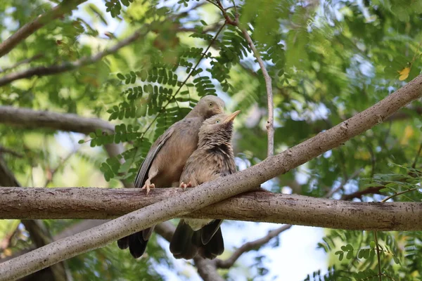 Σπουργίτι πουλιού σε καφέ κλαδί δέντρου — Φωτογραφία Αρχείου