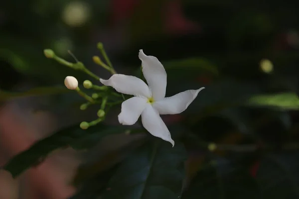 Csoport fehér Sampaguita vagy arab Jasmine. Fehér virág a kertben. — Stock Fotó