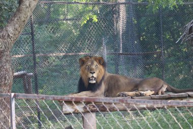 Bir aslan portresi. Kayanın üzerinde oturan bir erkek aslan güneş doğarken kendi bölgesini arıyor. - Görüntü