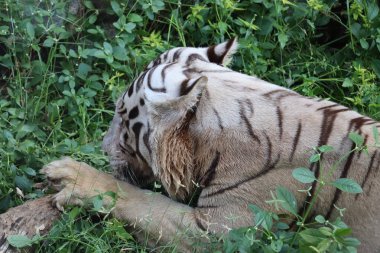 Tiger dağdaki suda oynuyor. - Görüntü
