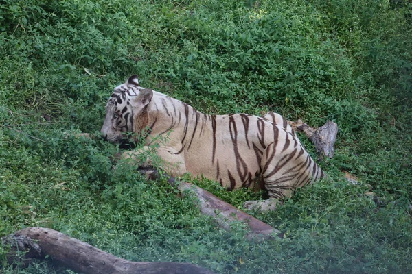 Questo è un colpo molto raro di una tigre bianca selvatica.Tigre bianca in prone.big tigre bianca sdraiata sull'erba da vicino . — Foto Stock