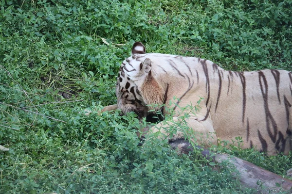 Questo è un colpo molto raro di una tigre bianca selvatica.Tigre bianca in prone.big tigre bianca sdraiata sull'erba da vicino . — Foto Stock