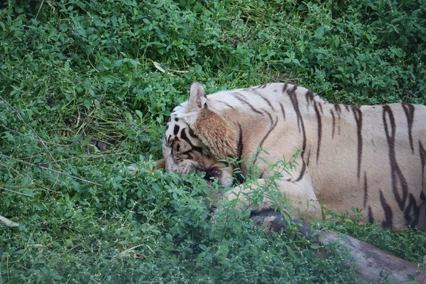 Este é um tiro muito raro de um tigre branco selvagens. Tigre branco em prone.big tigre branco deitado na grama de perto . — Fotografia de Stock