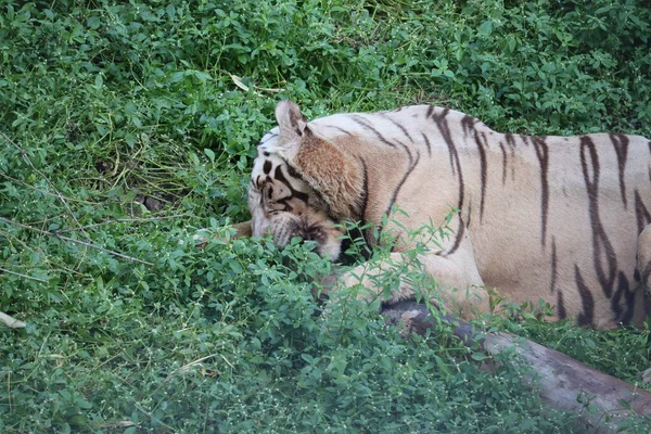 This is a very rare shot of a wild white tiger.White tiger in prone.big white tiger lying on grass close up. — Stock Photo, Image