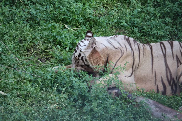 Ini adalah tembakan yang sangat langka dari harimau putih liar tiger.White di prone.big harimau putih berbaring di rumput dekat . — Stok Foto