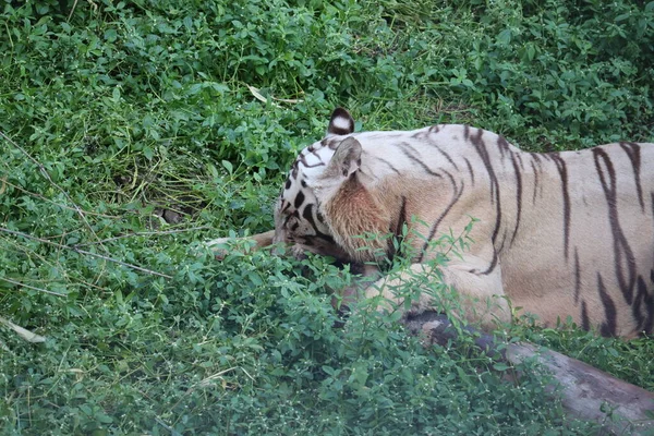 Questo è un colpo molto raro di una tigre bianca selvatica.Tigre bianca in prone.big tigre bianca sdraiata sull'erba da vicino . — Foto Stock