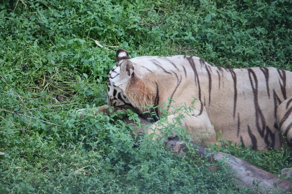 Este é um tiro muito raro de um tigre branco selvagens. Tigre branco em prone.big tigre branco deitado na grama de perto . — Fotografia de Stock