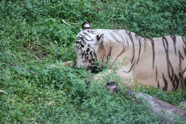 Bu çok nadir görülen bir vahşi beyaz kaplan görüntüsü. Beyaz kaplan meyilli. Büyük beyaz kaplan çimlerin üzerinde uzanıyor..