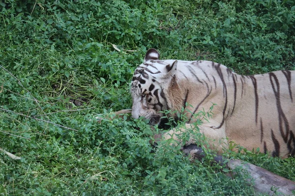 Este é um tiro muito raro de um tigre branco selvagens. Tigre branco em prone.big tigre branco deitado na grama de perto . — Fotografia de Stock