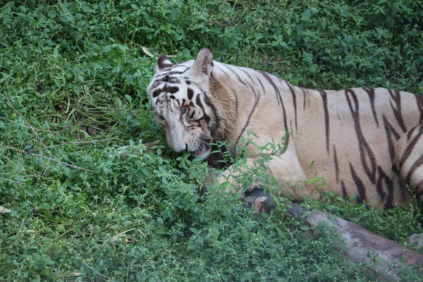 Questo è un colpo molto raro di una tigre bianca selvatica.Tigre bianca in prone.big tigre bianca sdraiata sull'erba da vicino . — Foto Stock