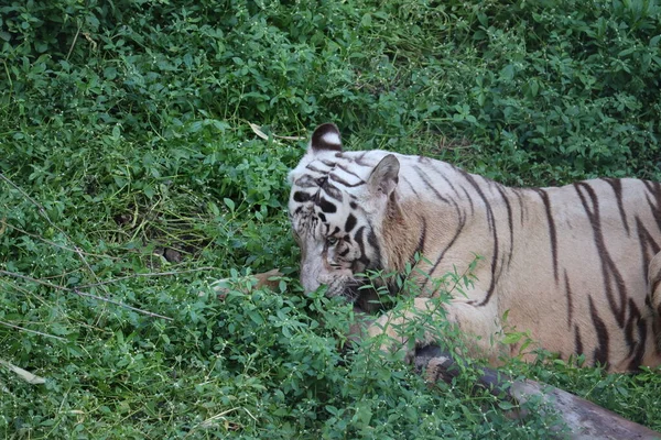 Este é um tiro muito raro de um tigre branco selvagens. Tigre branco em prone.big tigre branco deitado na grama de perto . — Fotografia de Stock