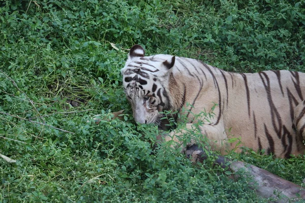 Это очень редкий снимок дикого белого тигра. Белый тигр в prone.big белый тигр лежит на траве крупным планом . — стоковое фото