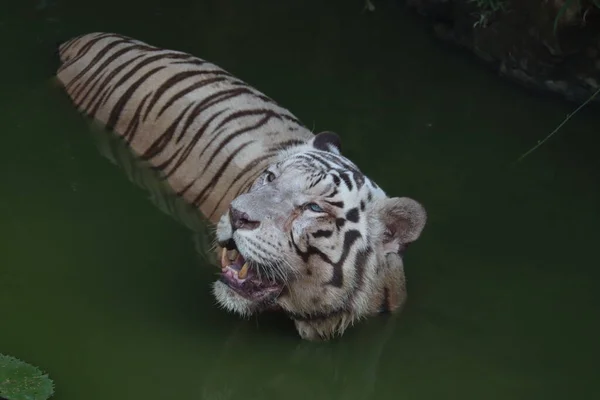 Detailní portrét záběr bílého tygra. Bílý sibiřský tygr plavání. - Obrázek — Stock fotografie