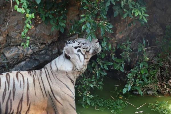 White Bengal Tiger Wading in Water in Tropical Climate Lake — Stock Photo, Image