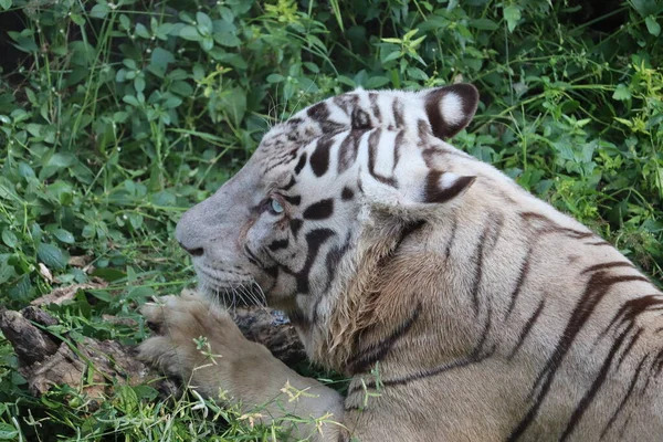Closeup Retrato tiro de um tigre branco Tiger.big branco deitado na grama de perto . — Fotografia de Stock