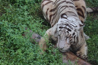 Bu çok nadir görülen bir vahşi beyaz kaplan görüntüsü. Beyaz kaplan meyilli. Büyük beyaz kaplan çimlerin üzerinde uzanıyor..