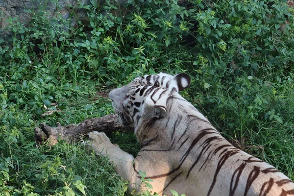 Um olhar ameaçador de um tigre de bengala branco. - Imagem — Fotografia de Stock