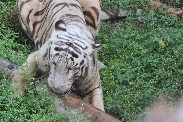 Ini adalah tembakan yang sangat langka dari harimau putih liar tiger.White di prone.big harimau putih berbaring di rumput dekat . — Stok Foto