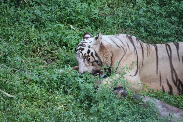 Este é um tiro muito raro de um tigre branco selvagens. Tigre branco em prone.big tigre branco deitado na grama de perto . — Fotografia de Stock