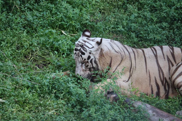 Detta är en mycket sällsynt bild av en vild vit tiger. Vit tiger i prone.big vit tiger ligger på gräs närbild. — Stockfoto