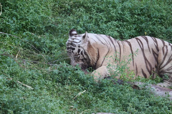 Chiudere la tigre siberiana bianca appoggiata sul legno.. - Immagine — Foto Stock