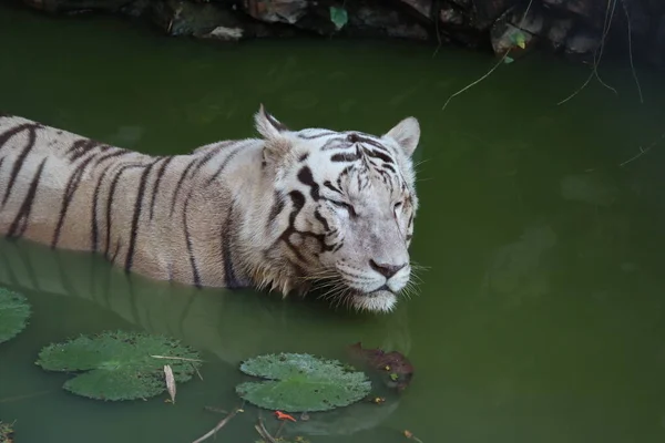 Closeup Portrait shot of a White Tiger.white siberian tiger swimming. - Image — Stock Photo, Image