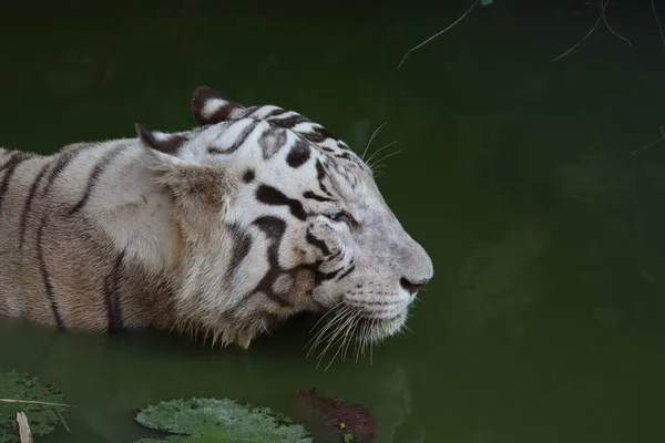 Closeup Portrait shot of a White Tiger.white siberian tiger swimming. - Image — Stock Photo, Image