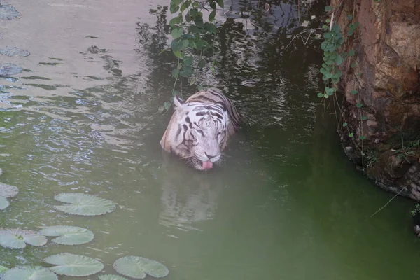 Weißer Tiger. Tiger in wilder Sommernatur. weißer Tiger beim Gehen / Schwimmen im Fluss. Action-Tierwelt-Szene mit gefährlichen Tieren. Singapore-Gelände. Nahaufnahme. - Bild — Stockfoto