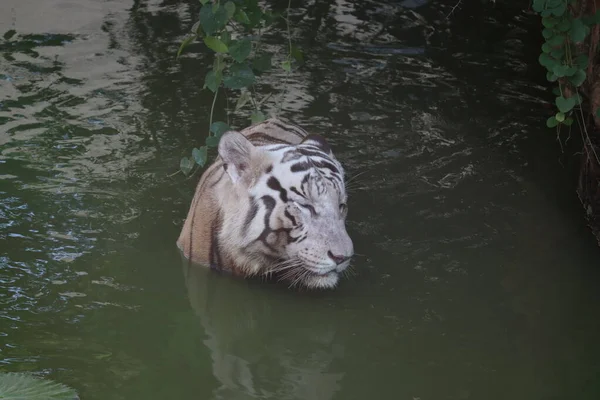 White tiger. Tiger in wild summer nature. White tiger walking / swimming in river. Action wildlife scene with danger animal. Singapore Terrain. Close up shot. - Image — Stock Photo, Image