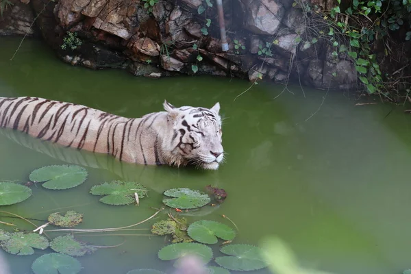 White tiger. Tiger in wild summer nature. White tiger walking / swimming in river. Action wildlife scene with danger animal. Singapore Terrain. Close up shot. - Image