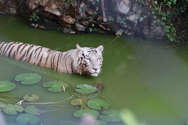 Closeup Portrait shot of a White Tiger.white siberian tiger swimming. - Image — Stock Photo, Image