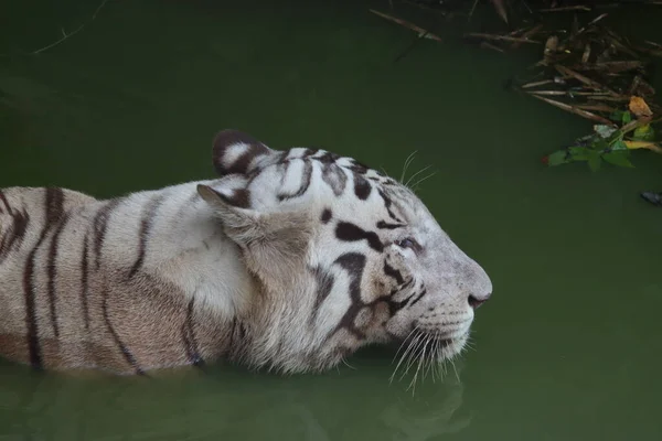 Closeup Portrait shot of a White Tiger.white siberian tiger swimming. - Image — Stock Photo, Image