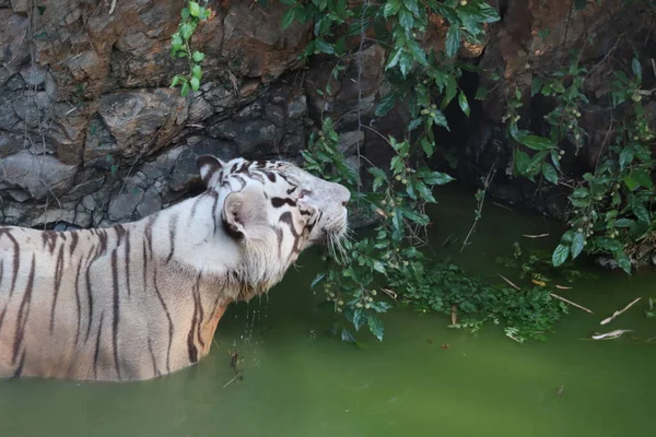 Tigre bianca del Bengala che guadagna in acqua nel lago tropicale di clima — Foto Stock