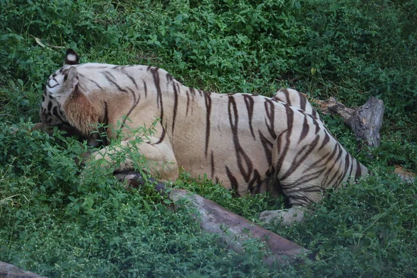 Dies ist eine sehr seltene Aufnahme eines wilden weißen Tiger.weißer Tiger in prone.big weißer Tiger liegt auf Gras aus nächster Nähe. — Stockfoto