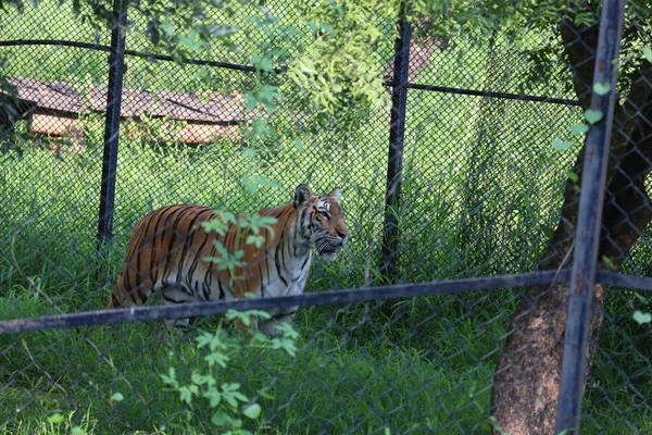 Тигр ходит, голодает спереди, сделан в зоопарке - Фотография — стоковое фото