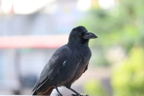 Zwarte kraai (Corvus corone) zwarte vogel portret op lichte achtergrond en kijkend naar camera — Stockfoto