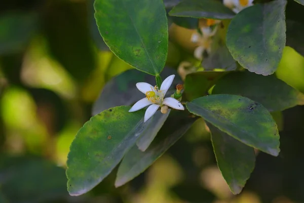 Macro Hoofd Schot Van Enkele Witte Citroen Bloem Groeien Boomtak — Stockfoto