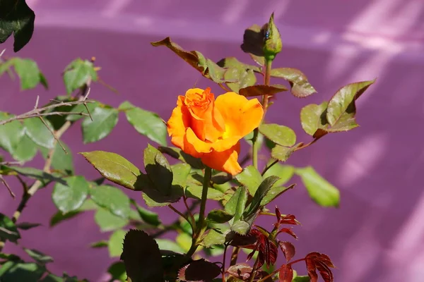 a flower head image of orange colours rose growing on the plant at the home garden with blur pink wall background