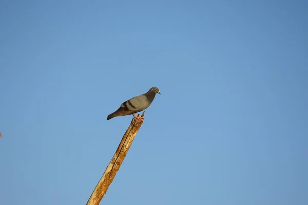 Piccione Appollaiato Sul Gambo Del Neem Con Sfondo Cielo Blu — Foto Stock