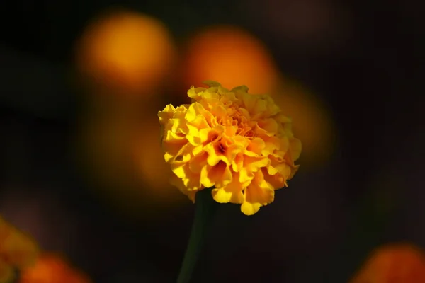 Fundo Imagem Borrada Flor Calêndula Desfocado Amarelo Jardim — Fotografia de Stock