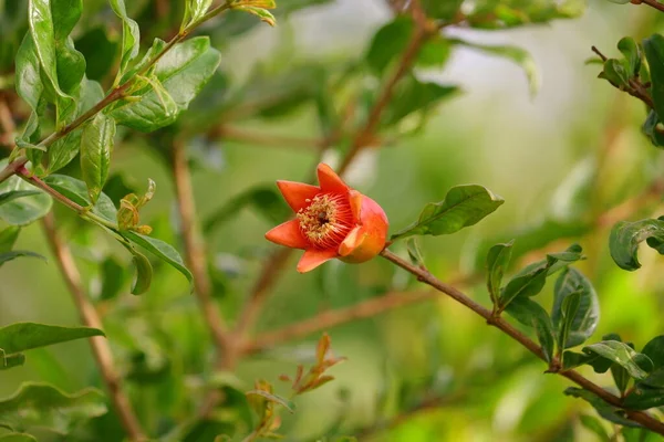 Uma Única Flor Vermelha Romã Galho Árvore Campo Jardim — Fotografia de Stock