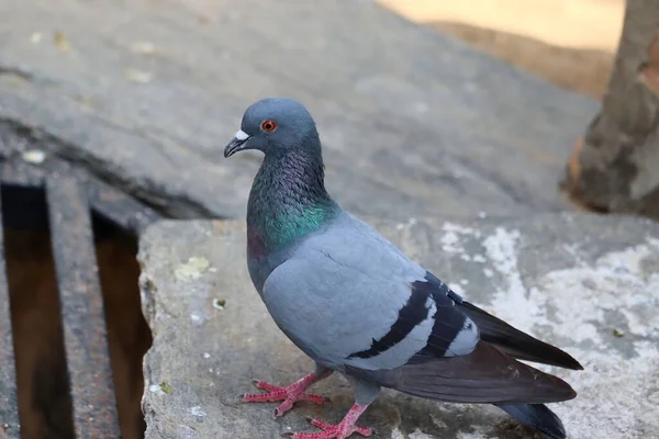 Pigeon Courant Sur Rocher Dans Journée — Photo