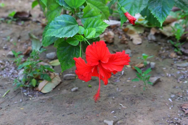 在印度 芙蓉花的红花长在树上 — 图库照片