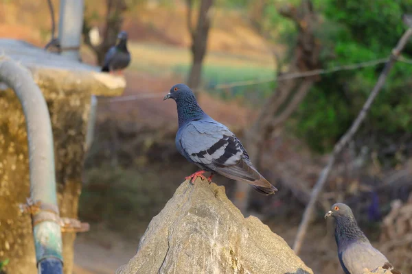 Royalty Free Rock Pigeon Image Pigeon Bird Perching — Stock Photo, Image