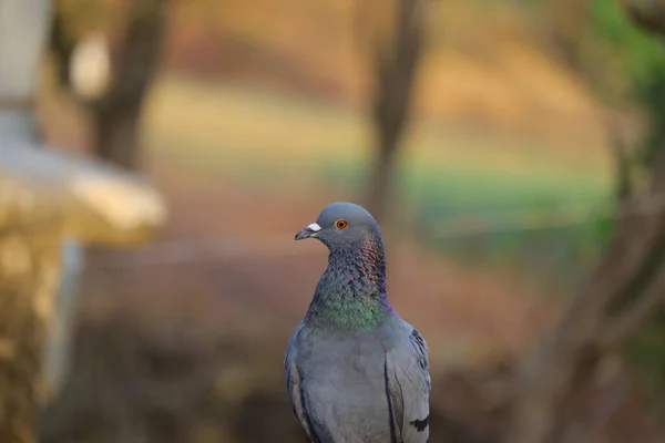 앞머리에 비둘기 초호화 비둘기 — 스톡 사진