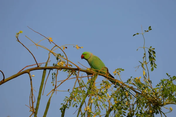 Immagine Pappagallo Verde Sfondo Sfondo Uccello Libero — Foto Stock