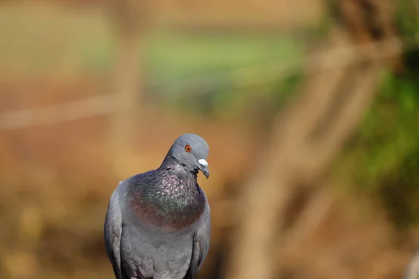 Telif Hakkı Olmayan Güvercin Fotoğrafı Portre Güvercin Resmi Arka Plan — Stok fotoğraf