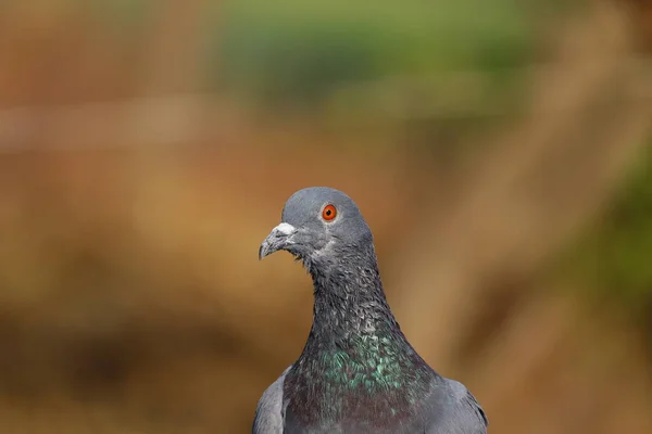 Image Pigeon Libre Droits Fond Full Oiseau Pigeon — Photo