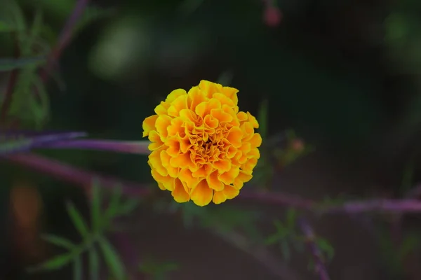 Imagen Flor Caléndula Fotografía Alta Definición Imagen Flor Caléndula Libre — Foto de Stock